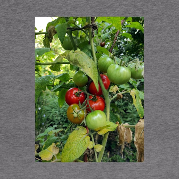 Red tomatoes are waiting for harvest by Gourmetkater